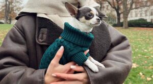 Ciepły sweter dla psa – krok po kroku do stworzenia wyjątkowej odzieży dla pupila