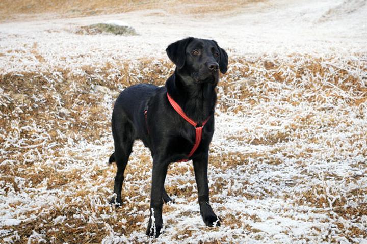 Rozmiar szelek dla psa