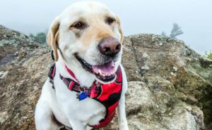 Jak dobrać odpowiedni rozmiar szelek dla labradora?