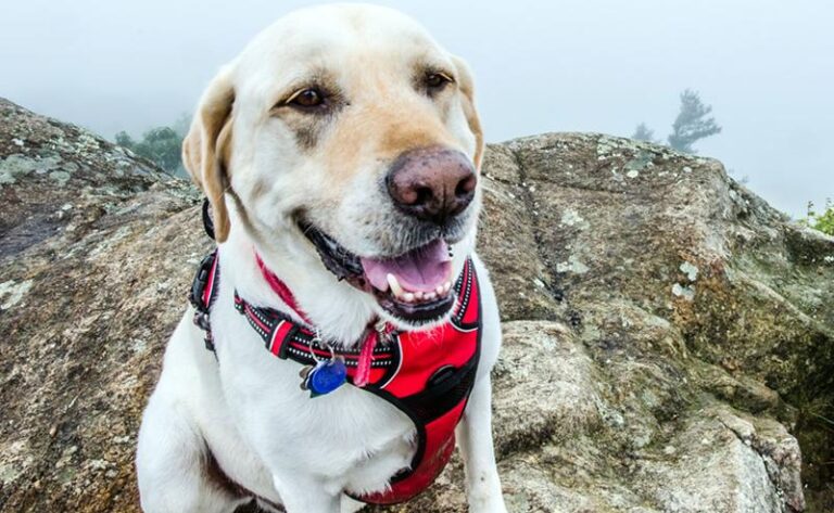 Jak dobrać odpowiedni rozmiar szelek dla labradora?