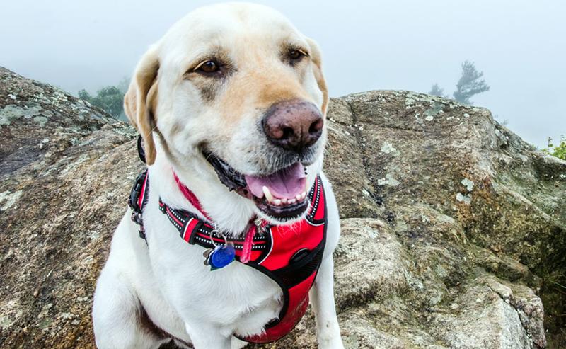 Jak dobrać odpowiedni rozmiar szelek dla labradora?